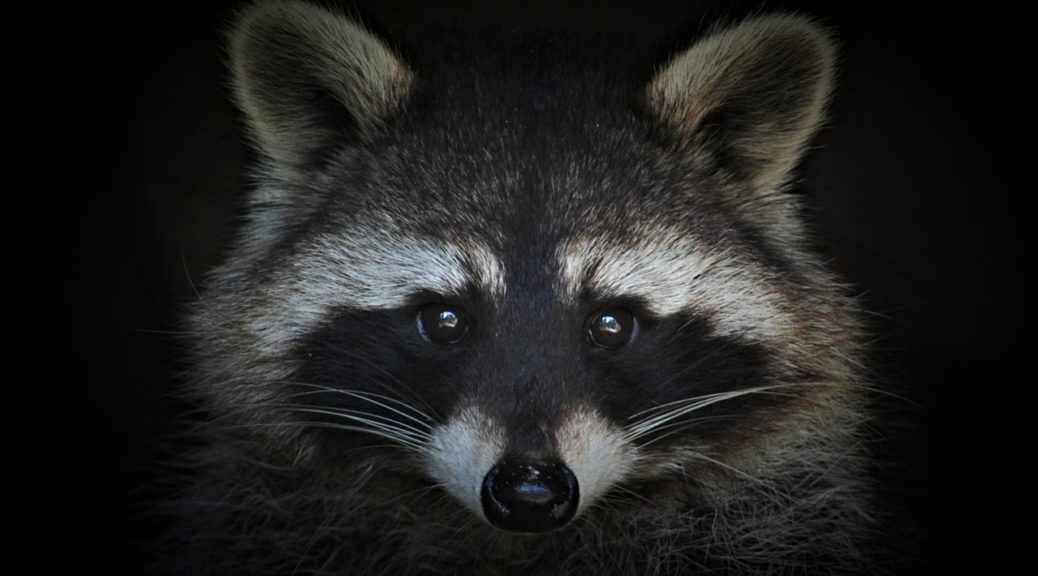 Raccoon