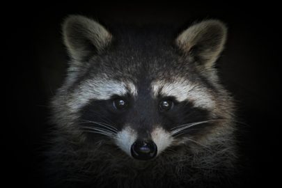Raccoon, vous reprendrez bien un peu de virus ?